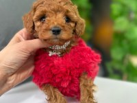 Sevimli Poodle Köpekler