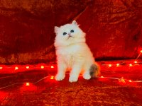Teslime hazır british longhair silver yavrumuz