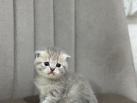1.5 Aylık Yumurcak British Shorthair Yavrular