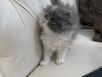 50 Gün Dişi Exotic Kedimiz