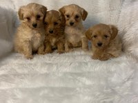 Harika Maltipoo Bebekler