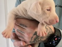 Pink Doberman Yavrularımız Almanyadan İthal Üst Kalite