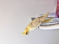 Sultan Papağanı Sahiplendirilecektir