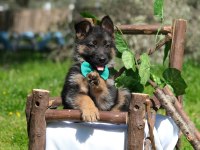 Müthiş K9 Alman Kurdu