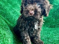 Oyuncak Siyah Poodle Yavrularımız