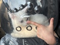 British Shorthair Erkek Yeni Yuvasını Arıyor