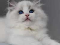 Görkemli Ragdoll Yavrumuz
