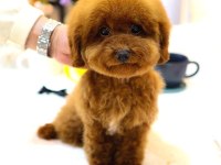 Korean toy poodle yavrum
