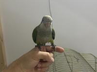 1.5 Aylık Full Evcil Oyuncu Ele Gelen Monk Papağanı