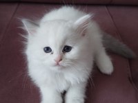 45 günlük orjinal ragdoll yavruları