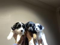 Maltipoo ve dachshund melezi yavru bebekler