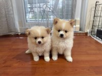 Pomeranian dişi yavrumuz yeni yuvasına kavuşmayı bekliyor