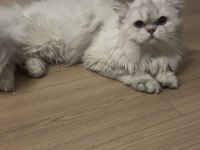 Oyuncu British Longhair Yavrumuz Cakır