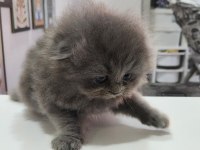 Scottish fold erkek yavru