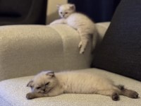 Siyam mavi gözlülerimiz yeni sahiplerini arıyor