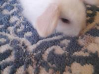 Hollanda Lop Tavşan Yavrusu