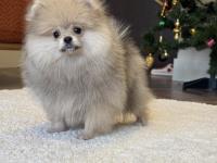 Show Class Erkek Pomeranian Boo