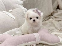 Maltese Terrier Kore Kan Mini Yavrularımız