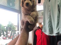 Golden Retriever Güzellikler