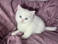 British Güzel Bebek