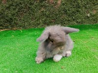 1 Aylık Gri Hollanda Teddy Lop Tavşan