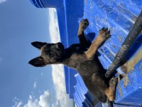 A++ Belçika Malinois Yavrular