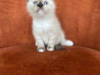 Brıtısh Shorthair Blue Point Dişi