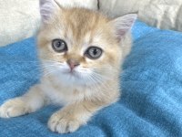 British Shorthair Yavrumuza Yuva Arıyoruz