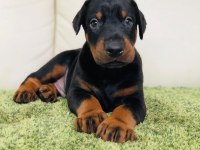Irk Garantili Doberman Yavruları