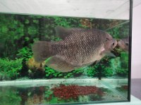 43 Cm Dev Show Boy Gurami