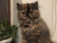 Sevimli İran Kedim Yeni Yuvasını Arıyor