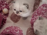 Scottish Fold Bluepoint Kediler Erkek Ve Dişi Mevcut