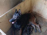 06.08.25 doğumlu belçika kurdu yavrular