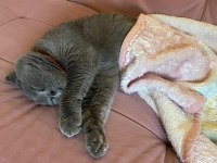 Acil Ücretsiz Sahiplendirme British Shorthair