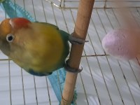 Aile evinden yavru cennet papağanı