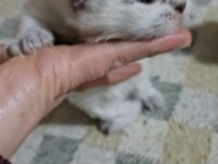Scottish Fold Yavrular
