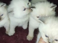 Farklı Cins Kediler Mevcuttur