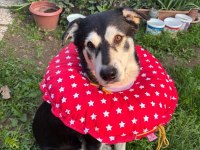 Husky Kırması Erkek Kısır Çipli