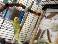 2 Yavru 1 Dişi Kuşlar