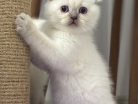 45 Günlük Bebek Kediler