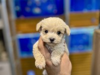 Maltipoo Yavruları Yeni Yuva İçin Hazır