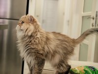 Ny24 british longhair erkek 2,5 yaşında