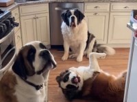 Safkan saint bernard köpeklerimiz