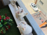 Exotic Show Bebekler