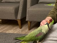 Evcil alexander papağanı erkek