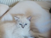 2 Aylık Kedimizi Sahiplendirmek