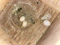 Yumurtalı Çift Sultan Papağanı