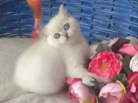 55 gunluk dişi golden point british shorthair