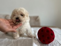 0 Numara Maltese Bebekleri