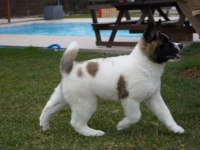 %100 American Akita Yavruları
